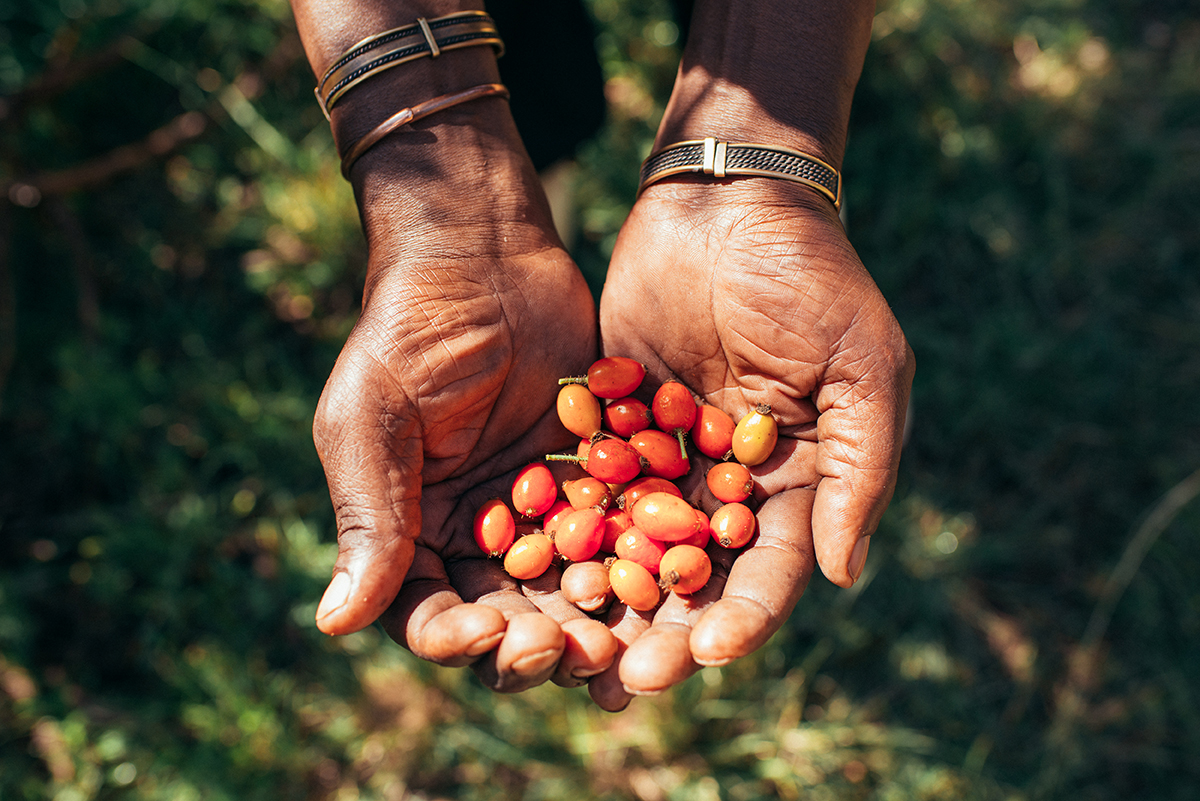 Indigenous plants make up the growing organic beauty industry