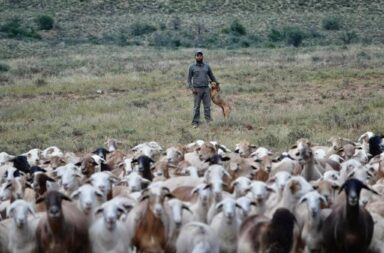 Many goats with a herder on a field