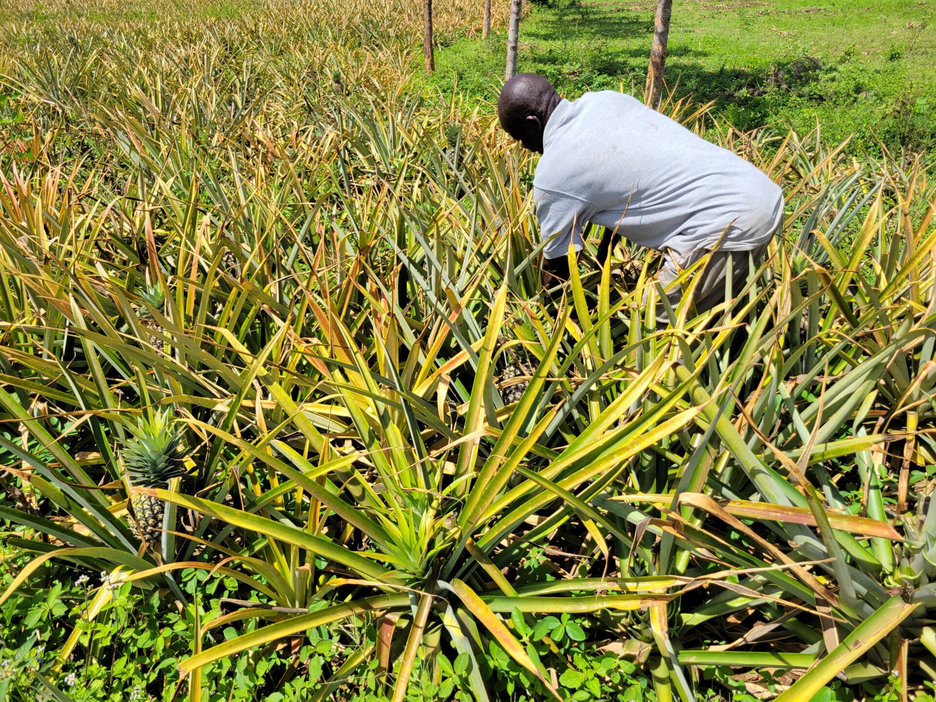 Rethread Africa harvesting pineapple leaves