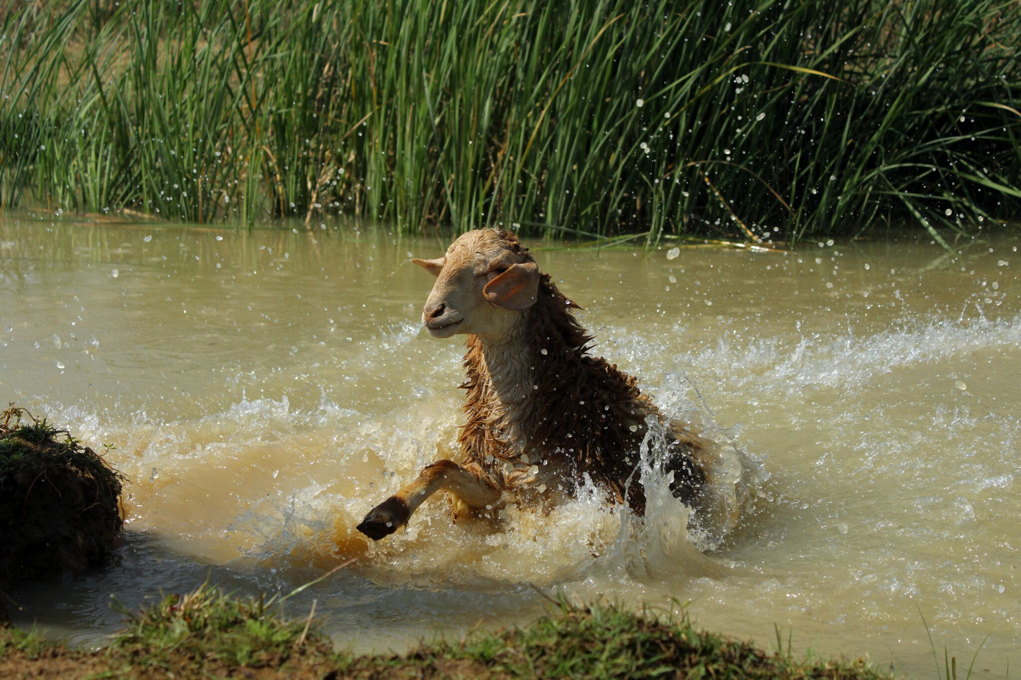 Explainer: Floods, farms and fashion