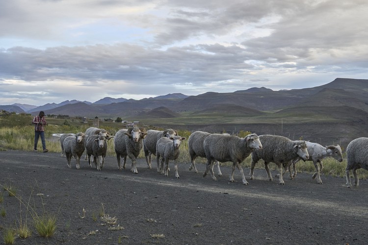The long road to the market for Lesotho’s wool farmers