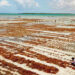 Zanzibar seaweed leather